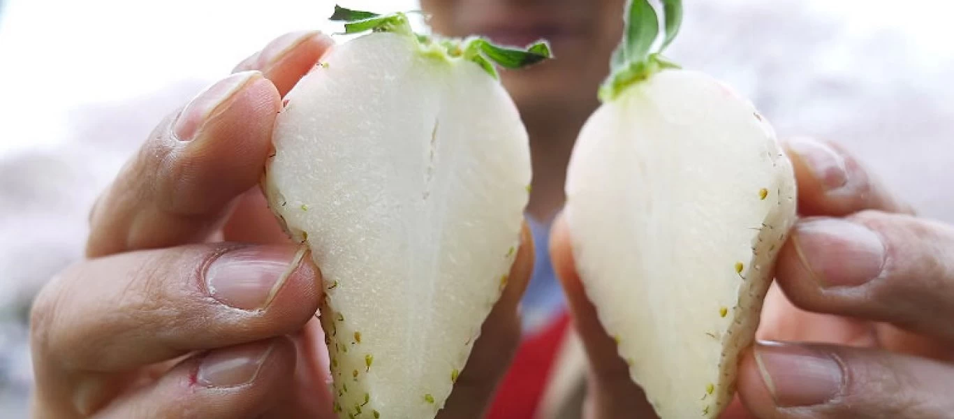 Σπάνιες άσπρες φράουλες με τεράστιο μέγεθος αξίζουν μια... περιουσία! (φωτο)